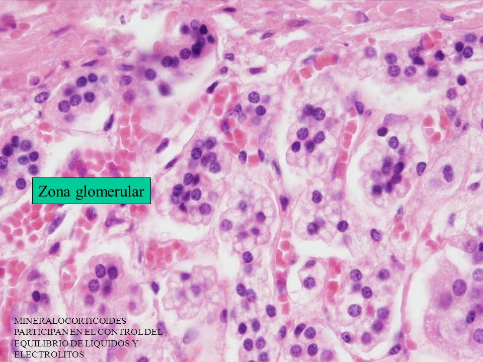 Zona glomerular MINERALOCORTICOIDES PARTICIPAN EN EL CONTROL DEL EQUILIBRIO DE LIQUIDOS Y ELECTROLITOS.
