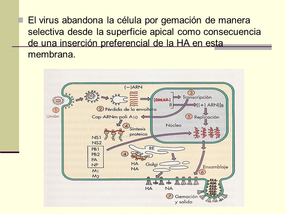 El virus abandona la célula por gemación de manera selectiva desde la superficie apical como consecuencia de una inserción preferencial de la HA en esta membrana.
