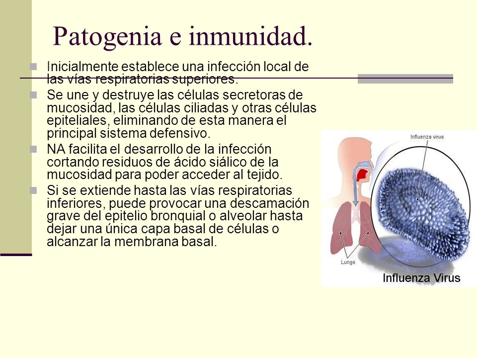 Patogenia e inmunidad. Inicialmente establece una infección local de las vías respiratorias superiores.