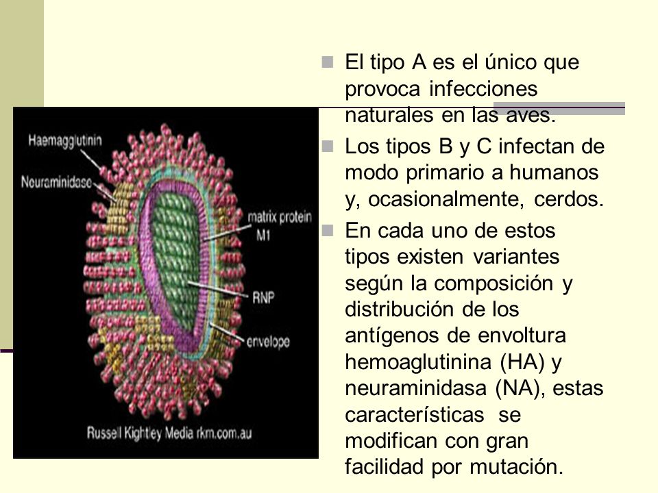 El tipo A es el único que provoca infecciones naturales en las aves.