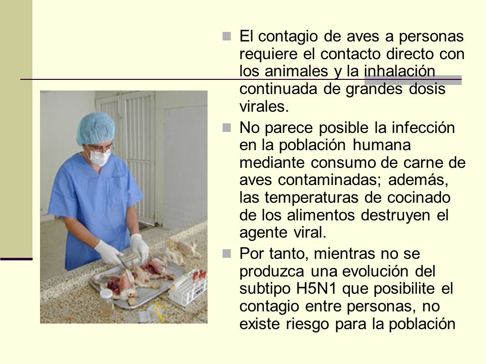 El contagio de aves a personas requiere el contacto directo con los animales y la inhalación continuada de grandes dosis virales.