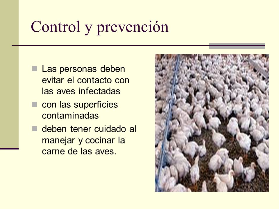 Control y prevención Las personas deben evitar el contacto con las aves infectadas. con las superficies contaminadas.