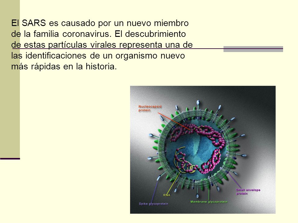 El SARS es causado por un nuevo miembro de la familia coronavirus