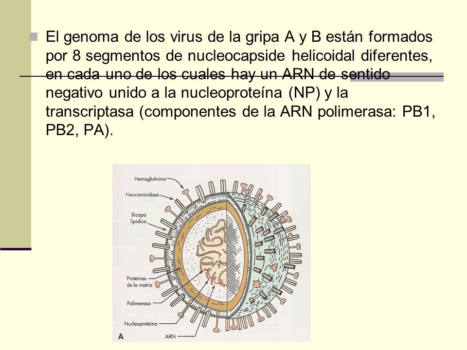 El genoma de los virus de la gripa A y B están formados por 8 segmentos de nucleocapside helicoidal diferentes, en cada uno de los cuales hay un ARN de sentido negativo unido a la nucleoproteína (NP) y la transcriptasa (componentes de la ARN polimerasa: PB1, PB2, PA).