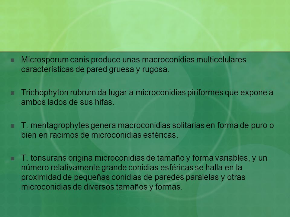 Microsporum canis produce unas macroconidias multicelulares características de pared gruesa y rugosa.