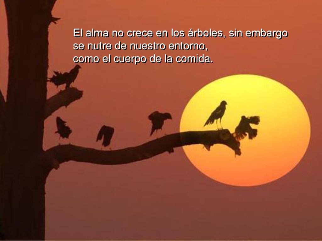 El alma no crece en los árboles, sin embargo se nutre de nuestro entorno,