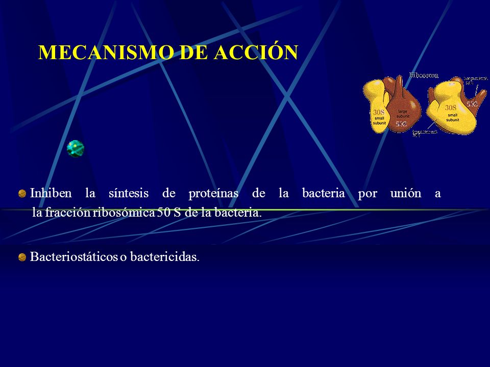 MECANISMO DE ACCIÓN Inhiben la síntesis de proteínas de la bacteria por unión a la fracción ribosómica 50 S de la bacteria.