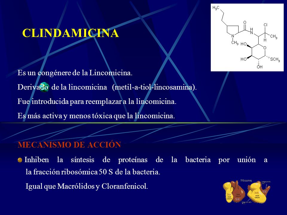 CLINDAMICINA MECANISMO DE ACCIÓN Es un congénere de la Lincomicina.