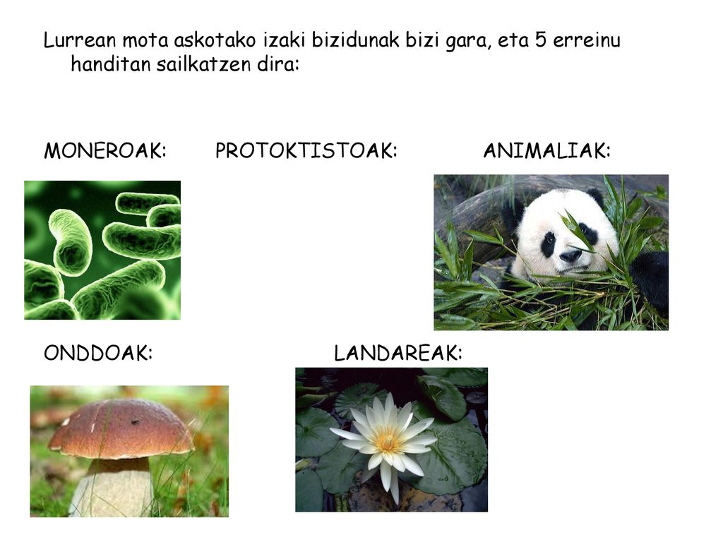 Lurrean mota askotako izaki bizidunak bizi gara, eta 5 erreinu handitan sailkatzen dira: