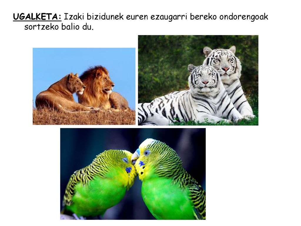 UGALKETA: Izaki bizidunek euren ezaugarri bereko ondorengoak sortzeko balio du.