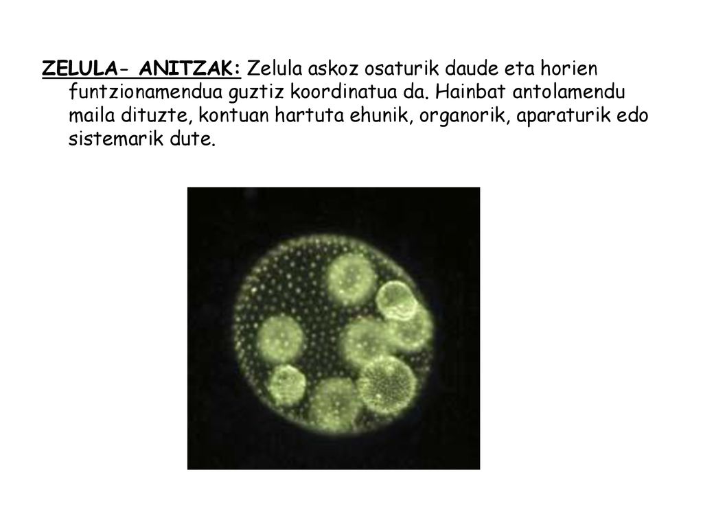 ZELULA- ANITZAK: Zelula askoz osaturik daude eta horien funtzionamendua guztiz koordinatua da.