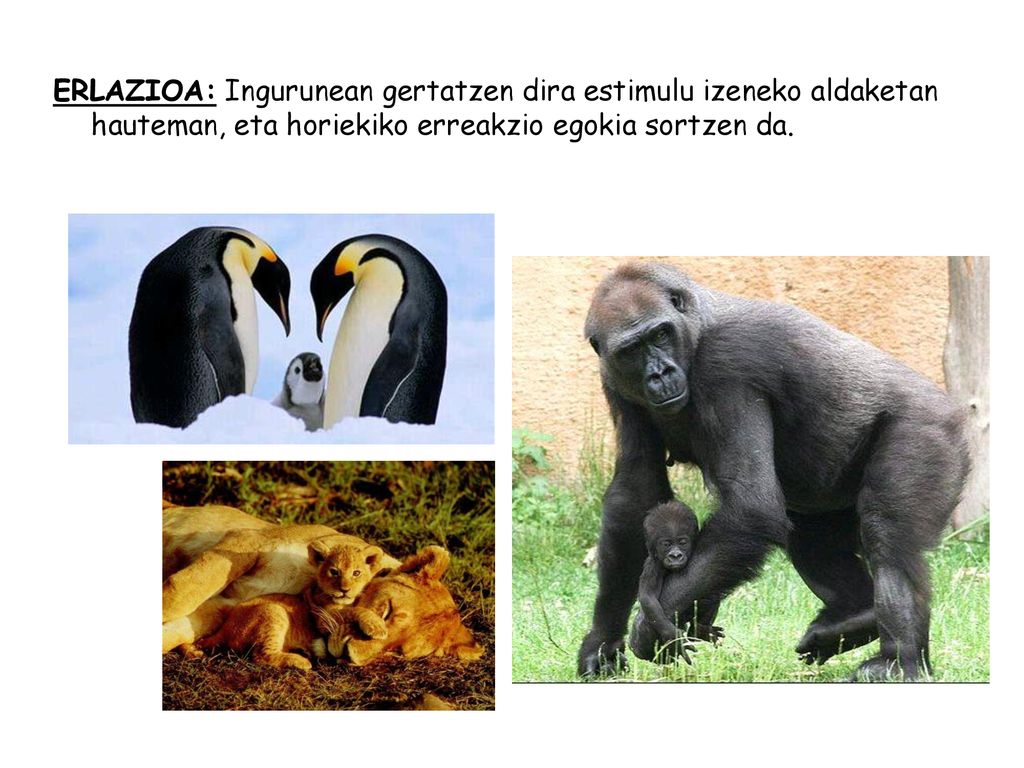 ERLAZIOA: Ingurunean gertatzen dira estimulu izeneko aldaketan hauteman, eta horiekiko erreakzio egokia sortzen da.