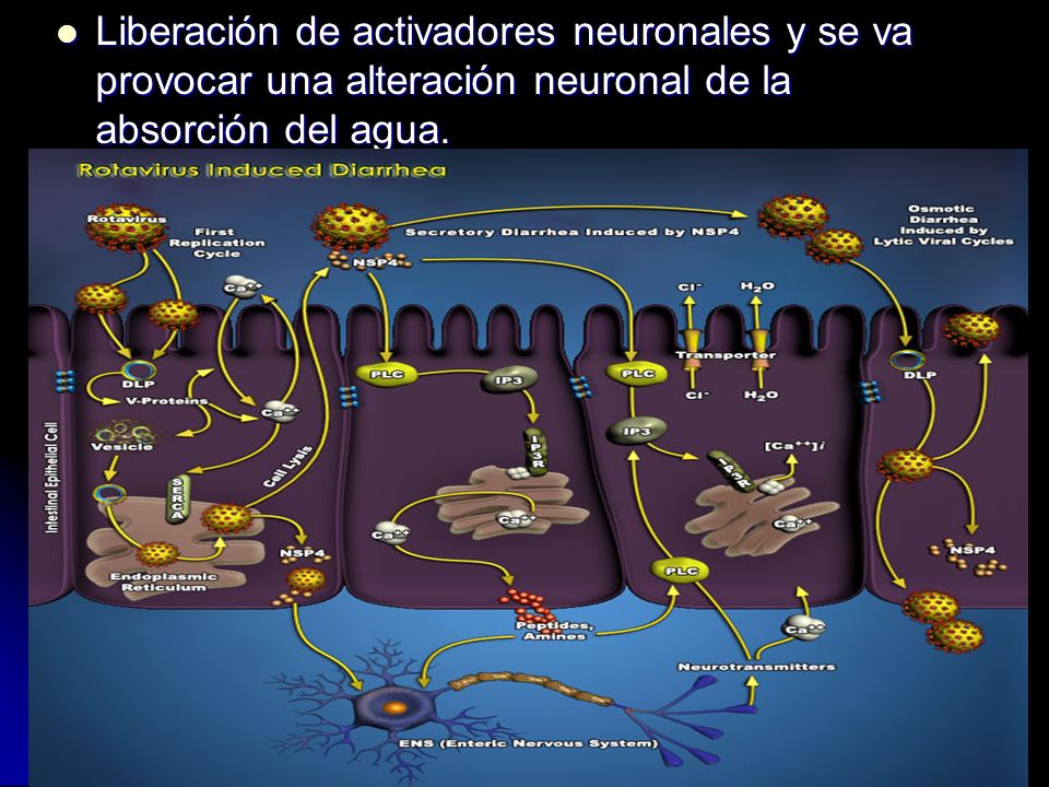 Liberación de activadores neuronales y se va provocar una alteración neuronal de la absorción del agua.