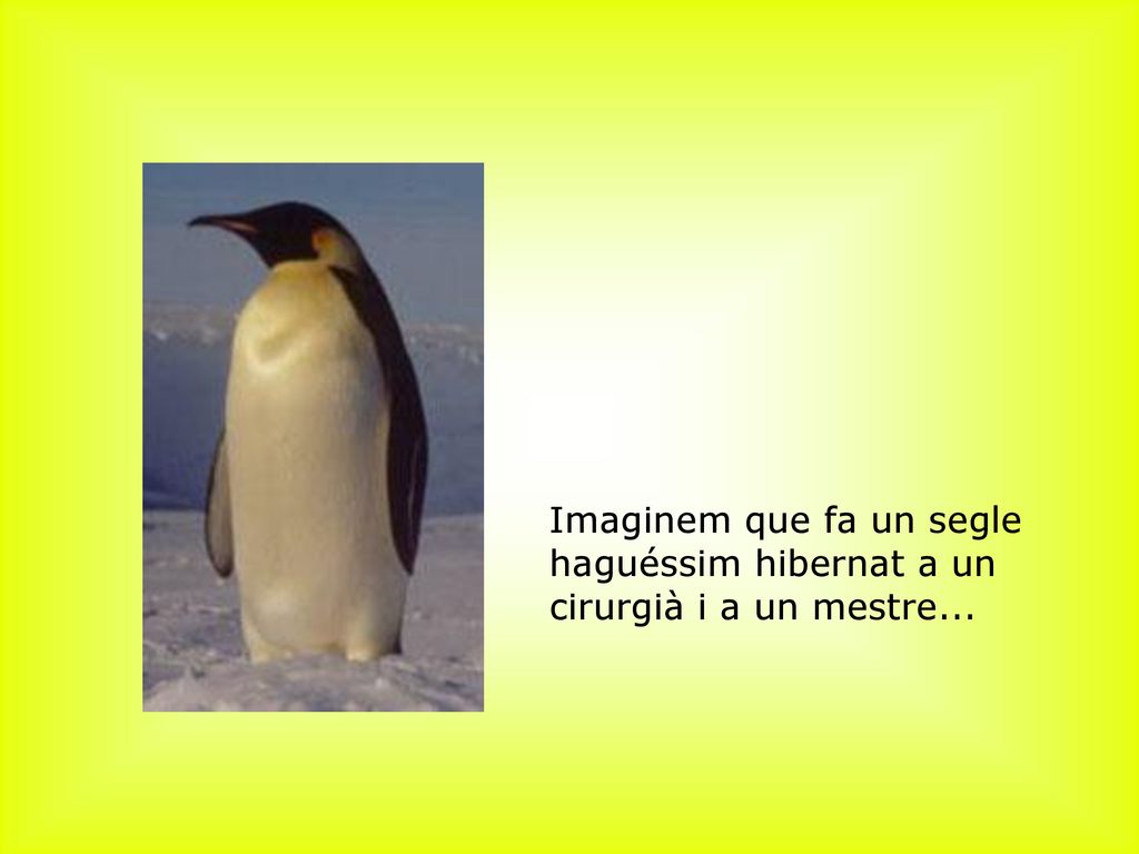 ﻿Imaginem que fa un segle haguéssim hibernat a un cirurgià i a un mestre...