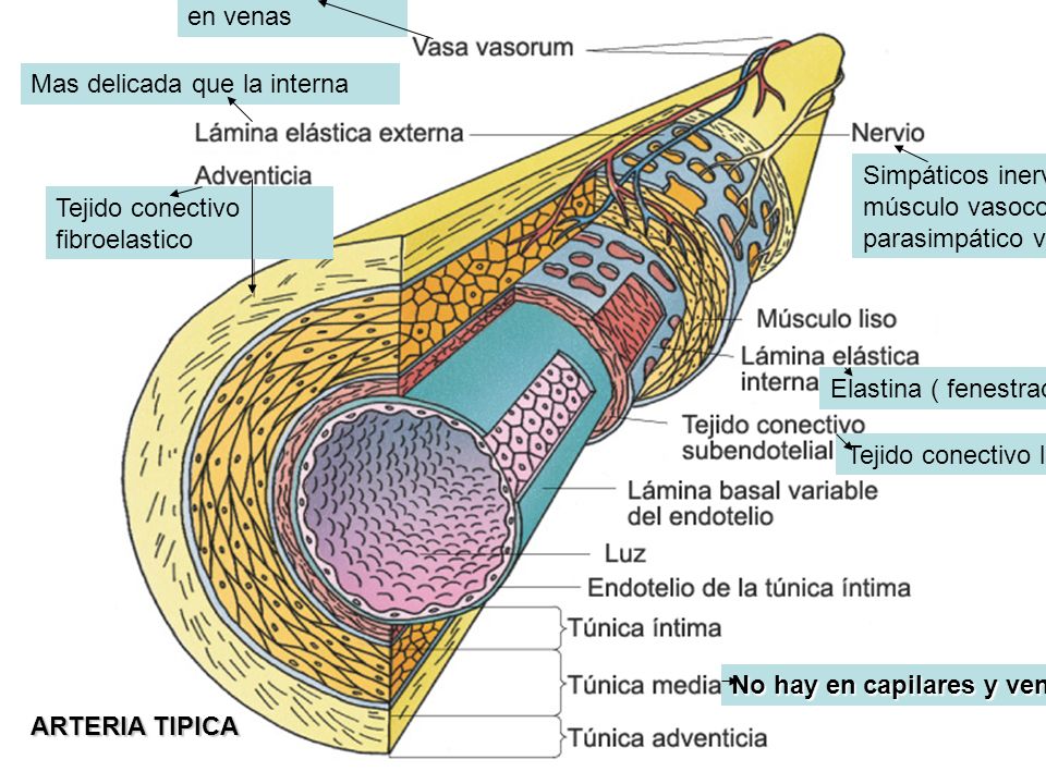 Воспаление внутренней оболочки вены латынь