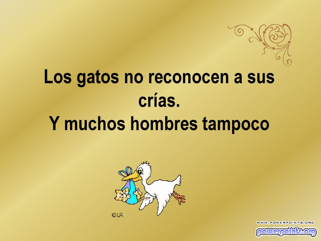 Los gatos no reconocen a sus crías. Y muchos hombres tampoco
