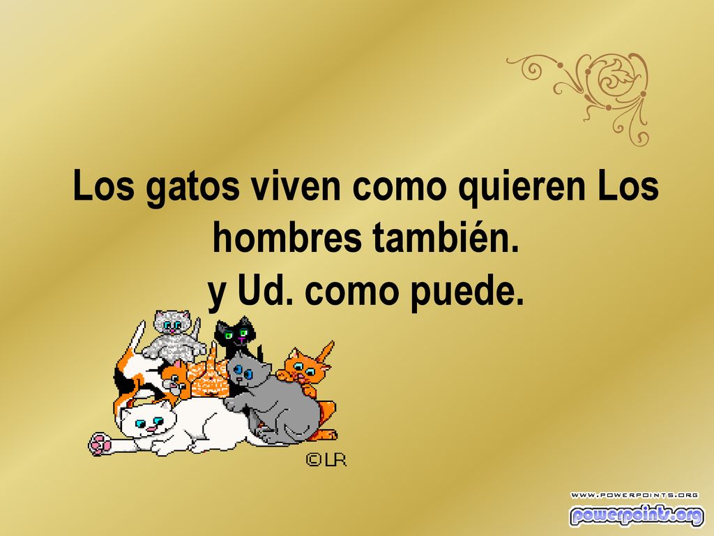 Los gatos viven como quieren Los hombres también. y Ud. como puede.