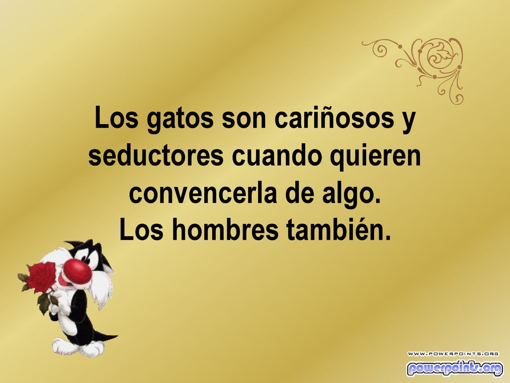 Los gatos son cariñosos y seductores cuando quieren convencerla de algo. Los hombres también.