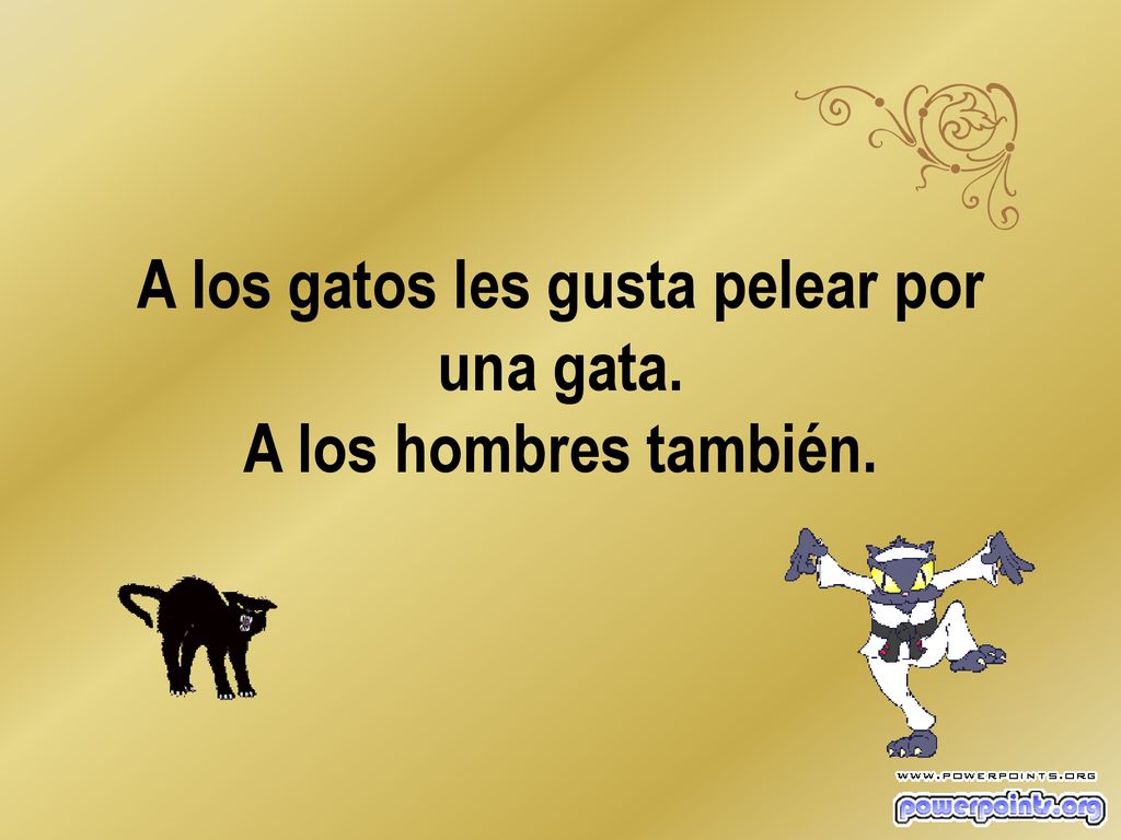 A los gatos les gusta pelear por una gata. A los hombres también.