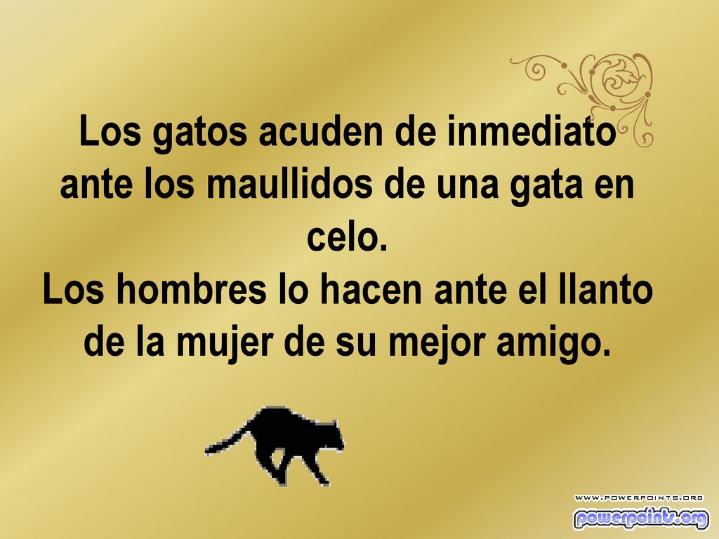 Los gatos acuden de inmediato ante los maullidos de una gata en celo