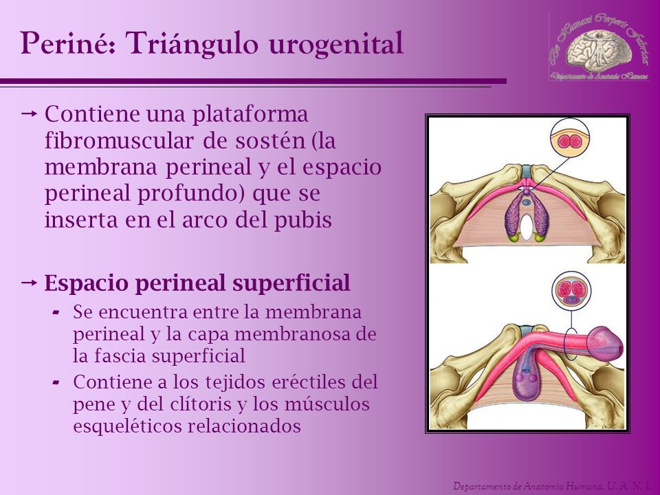 Periné: Triángulo urogenital