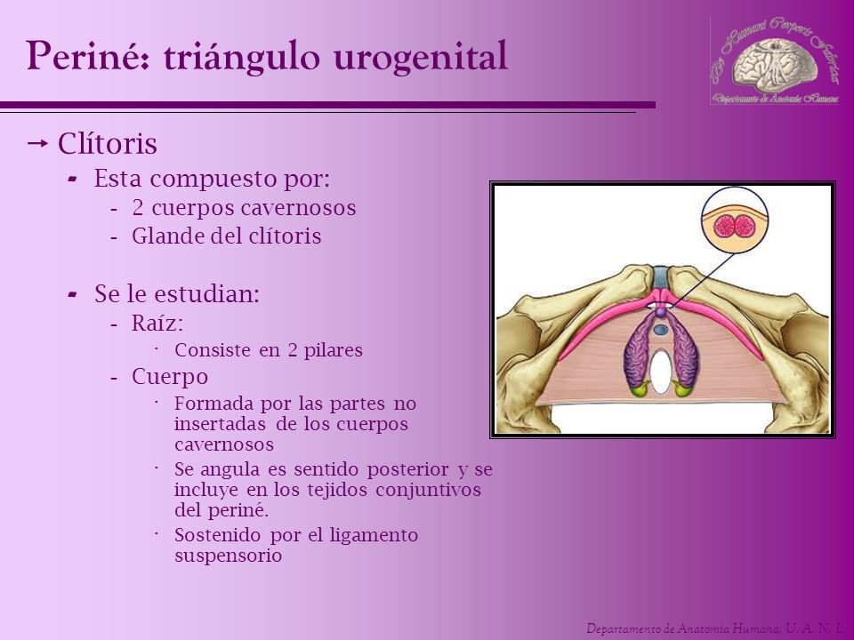 Periné: triángulo urogenital