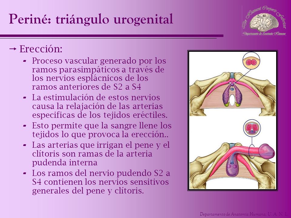 Periné: triángulo urogenital