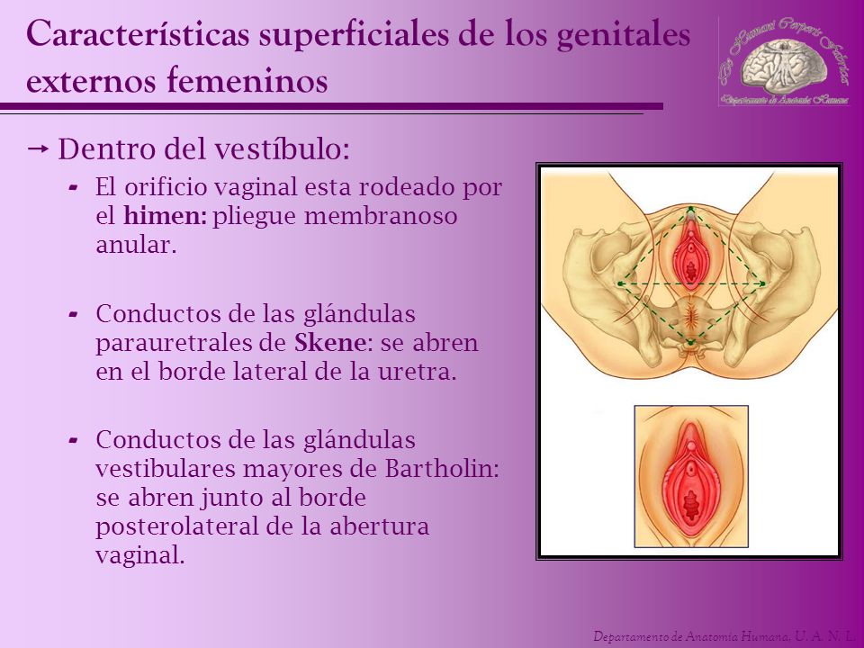 Características superficiales de los genitales externos femeninos
