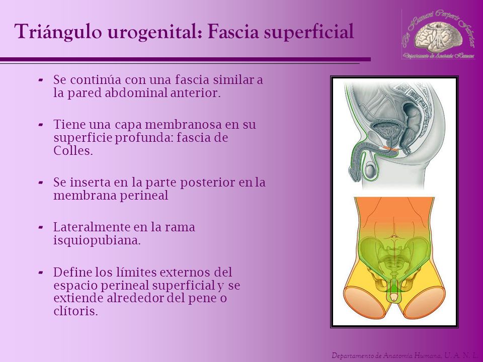Triángulo urogenital: Fascia superficial
