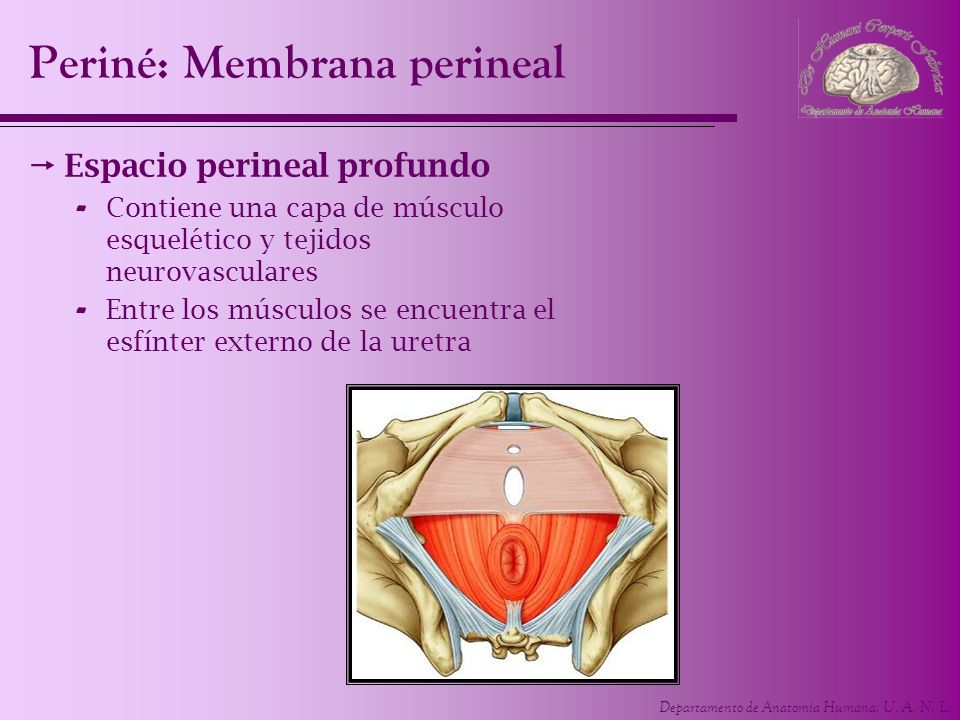 Periné: Membrana perineal