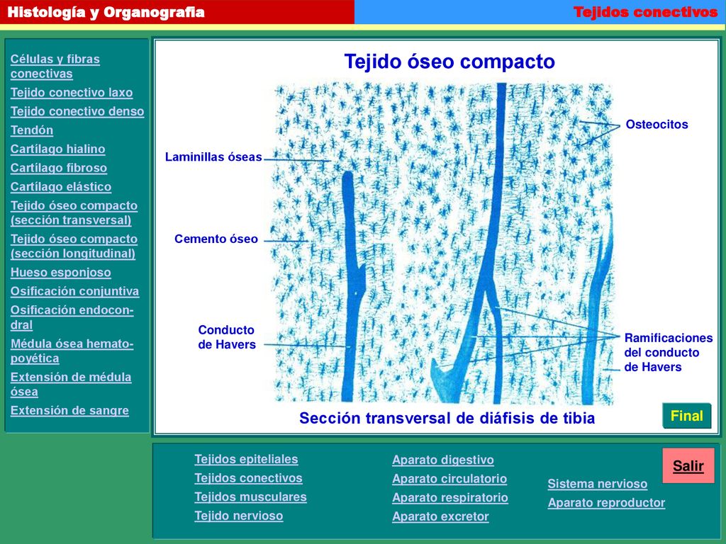 Tejido óseo compacto Sección transversal de diáfisis de tibia Final
