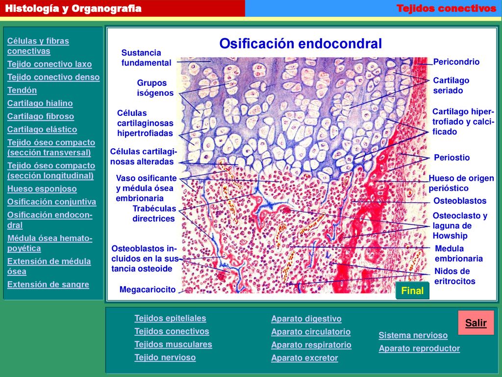 Osificación endocondral