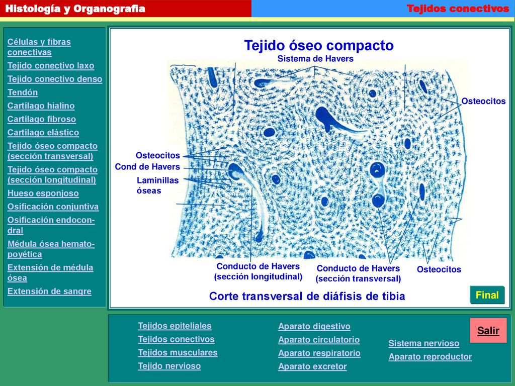Tejido óseo compacto Corte transversal de diáfisis de tibia Final