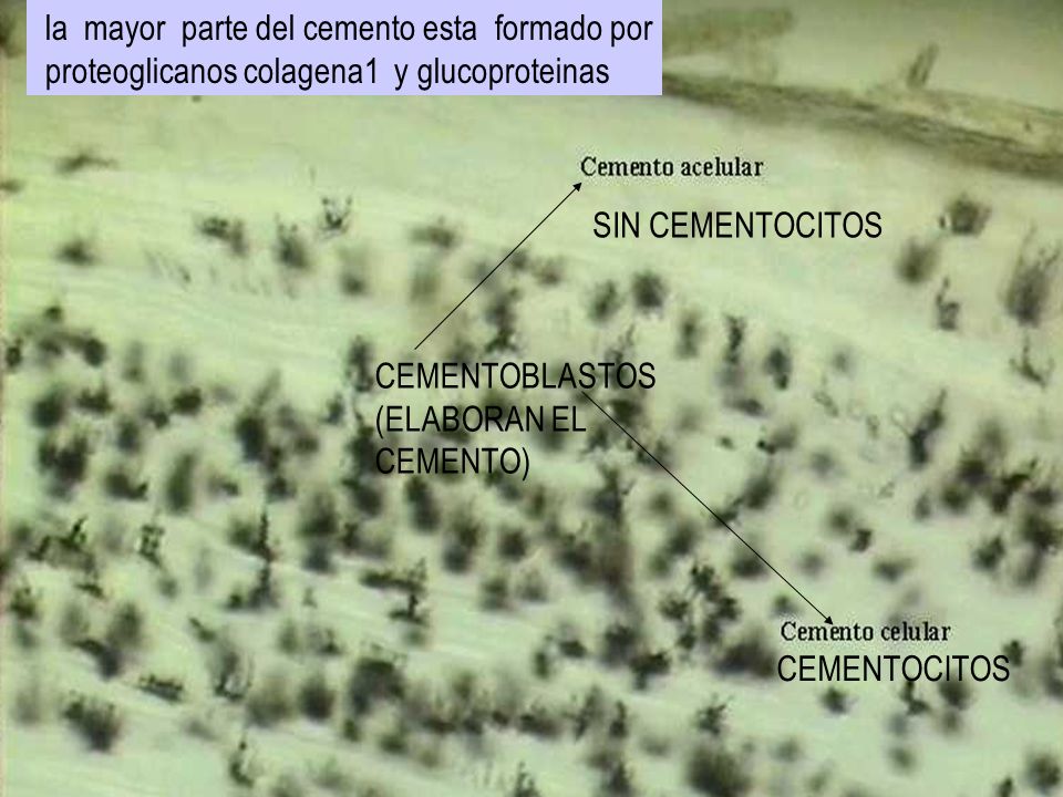 la mayor parte del cemento esta formado por
