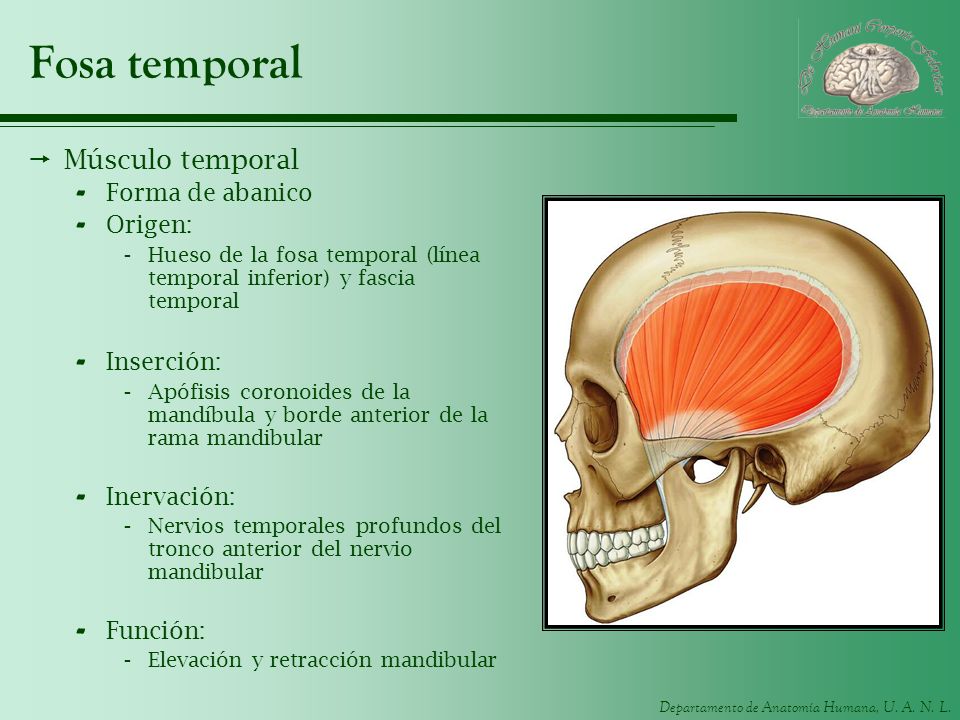 Fosa temporal Músculo temporal Forma de abanico Origen: Inserción: