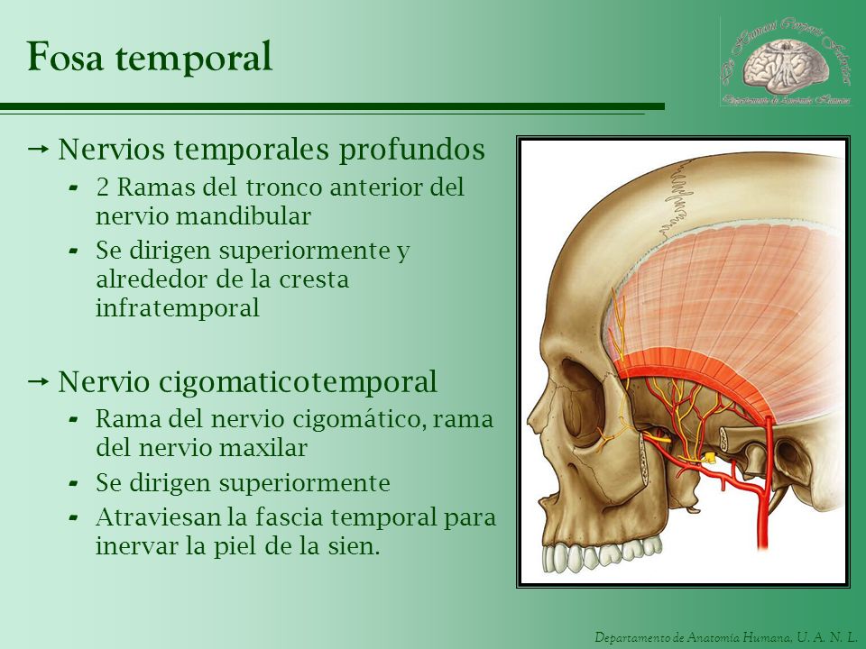 Fosa temporal Nervios temporales profundos Nervio cigomaticotemporal
