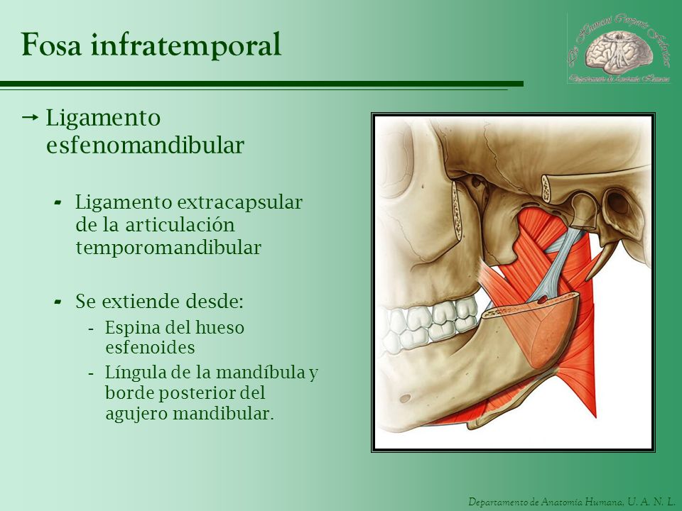 Fosa infratemporal Ligamento esfenomandibular