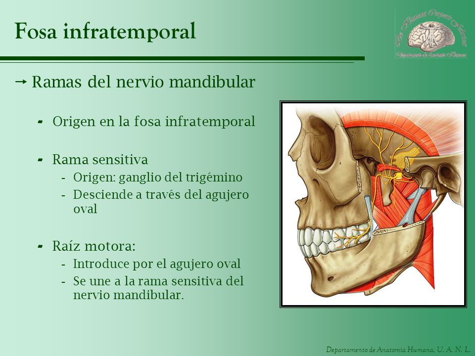 Fosa infratemporal Ramas del nervio mandibular