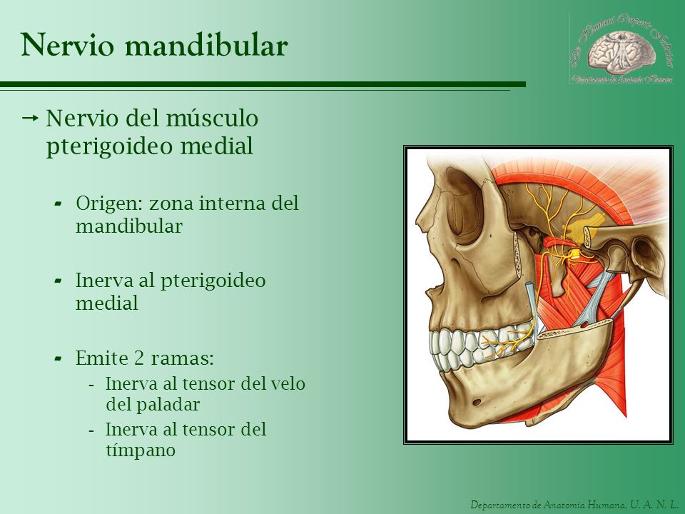 Nervio mandibular Nervio del músculo pterigoideo medial