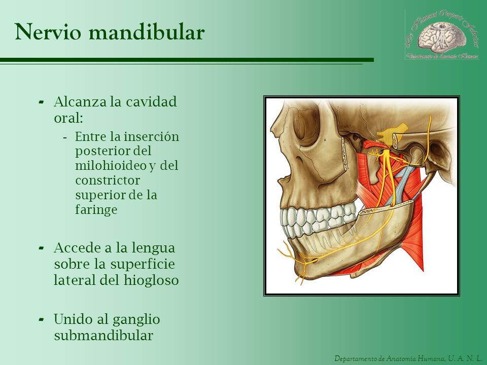 Nervio mandibular Alcanza la cavidad oral: