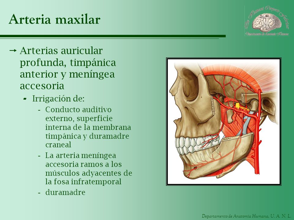 Arteria maxilar Arterias auricular profunda, timpánica anterior y meníngea accesoria. Irrigación de: