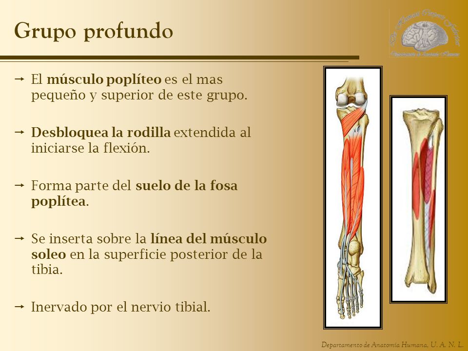Grupo profundo El músculo poplíteo es el mas pequeño y superior de este grupo. Desbloquea la rodilla extendida al iniciarse la flexión.