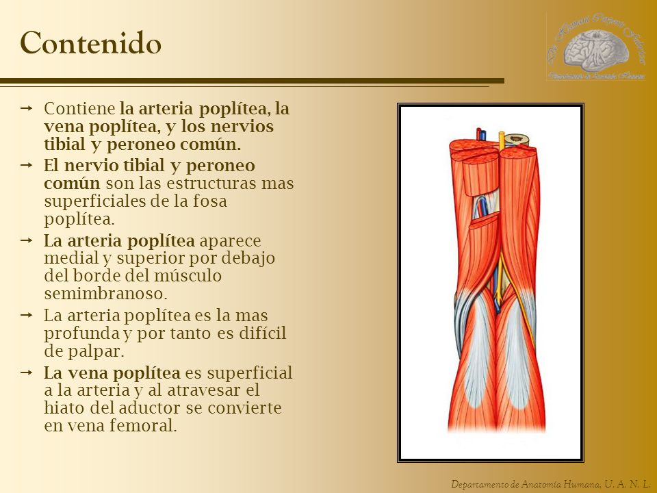 Contenido Contiene la arteria poplítea, la vena poplítea, y los nervios tibial y peroneo común.