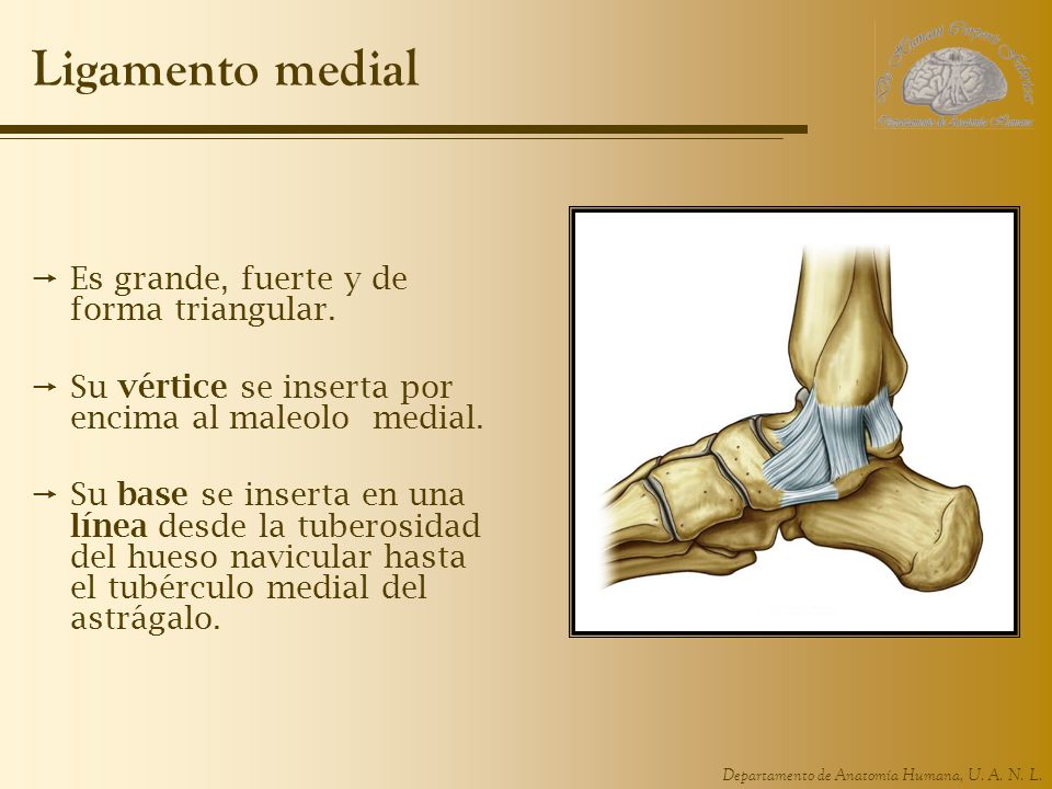 Ligamento medial Es grande, fuerte y de forma triangular.