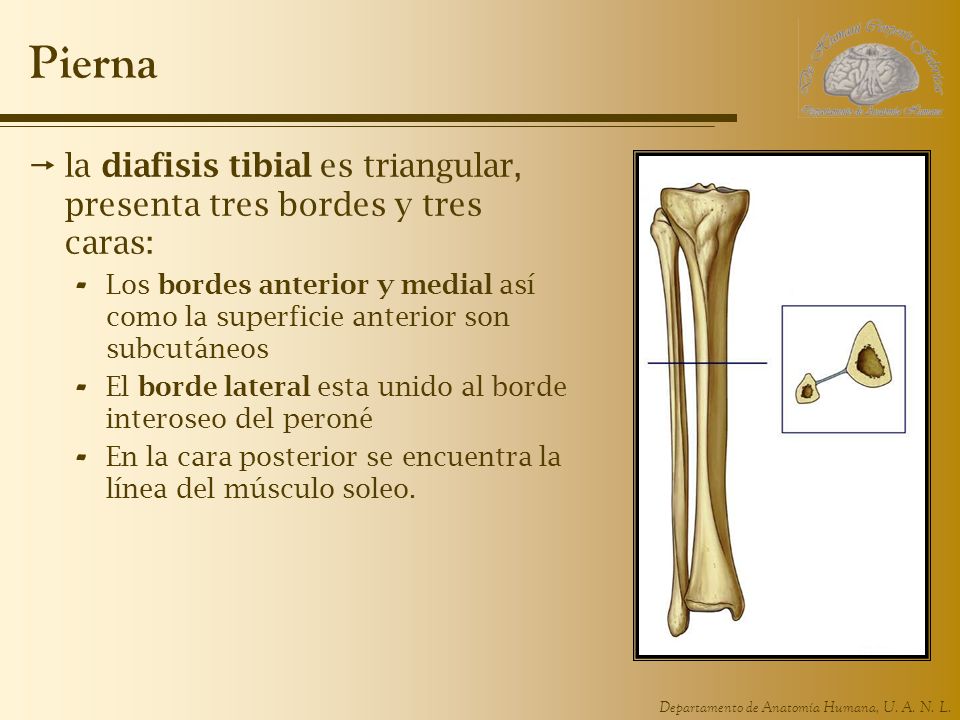 Pierna la diafisis tibial es triangular, presenta tres bordes y tres caras: