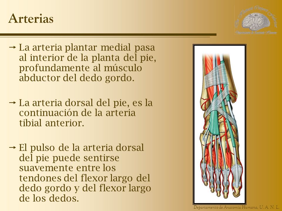 Arterias La arteria plantar medial pasa al interior de la planta del pie, profundamente al músculo abductor del dedo gordo.