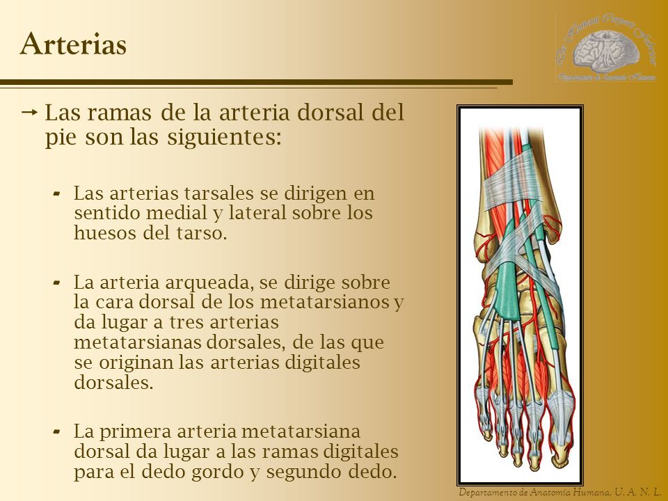 Arterias Las ramas de la arteria dorsal del pie son las siguientes: