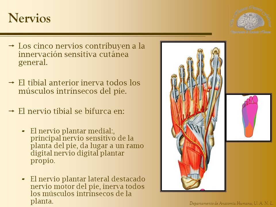 Nervios Los cinco nervios contribuyen a la innervación sensitiva cutánea general. El tibial anterior inerva todos los músculos intrínsecos del pie.