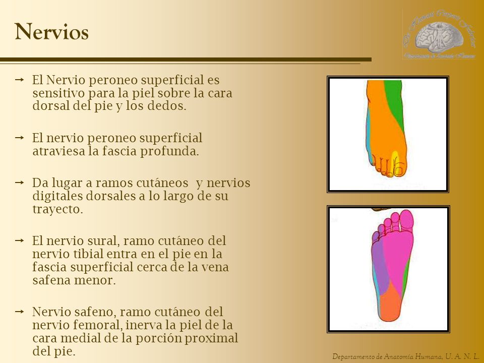 Nervios El Nervio peroneo superficial es sensitivo para la piel sobre la cara dorsal del pie y los dedos.