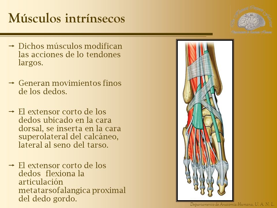 Músculos intrínsecos Dichos músculos modifican las acciones de lo tendones largos. Generan movimientos finos de los dedos.